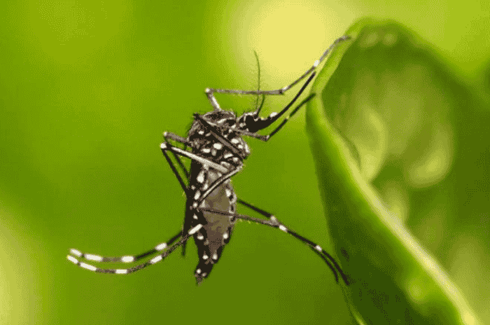 No dia D de combate à dengue, prefeitura de Afogados fará mutirão no Conj. Laura  Ramos » Expresso do Sertão